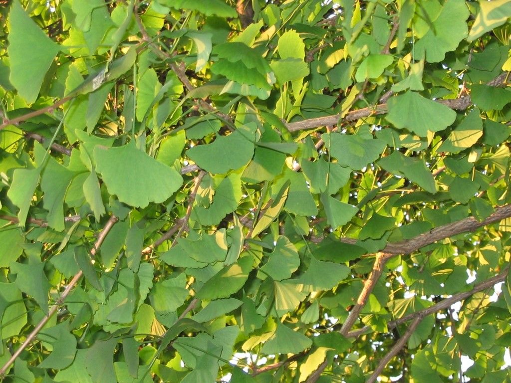 Adulteration of Ginkgo biloba L. with Botani+, a BotaniCERT brand.