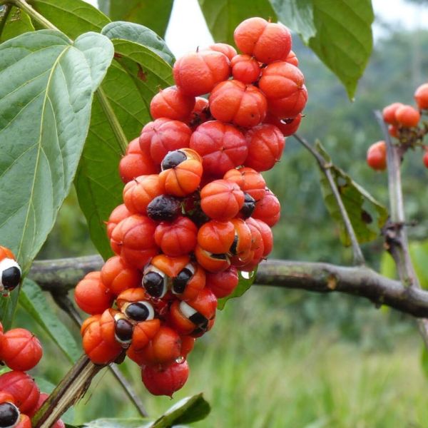 Détection d’enrichissement du Guarana (Paullinia Cupana Kunth.) par de la caféine | Blog BotaniCERT & Botani+