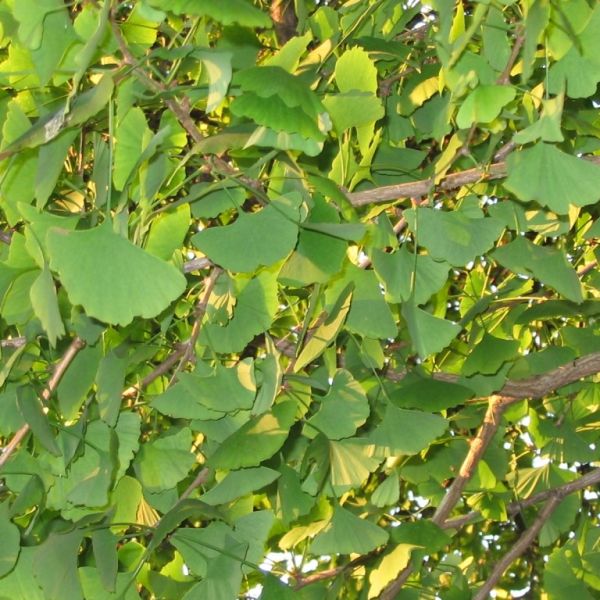 Adulteration of Ginkgo biloba L. with Botani+, a BotaniCERT brand.
