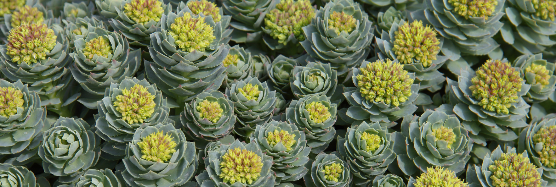 Detection of adulteration of Rhodiola rosea (L.) with other plant species with BotaniCERT