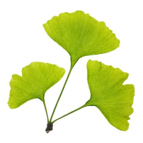Natural Origins Ginkgo Biloba 24/6 Botani+ validated