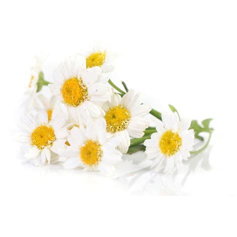 Camomille Natural Origins labellisée Botani+