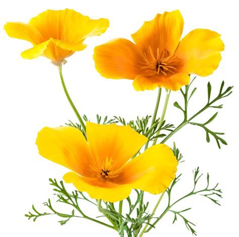Pavot de Californie Natural Origins labellisé Botani+