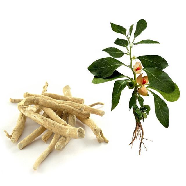 Lustrel Ashwagandha extract 1.5% Botani+ validated