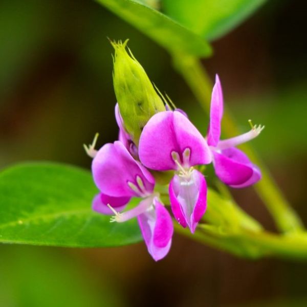 Detection of counterfeiting of Desmodium adscendens (Swartz) DC. by other plant species | BotaniCERT & Botani+ blog