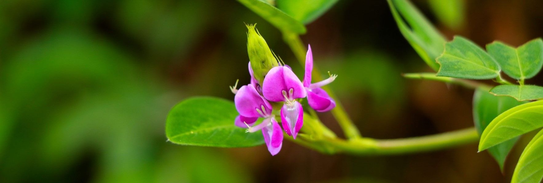 Detection of counterfeiting of Desmodium adscendens (Swartz) DC. by other plant species | BotaniCERT & Botani+ blog
