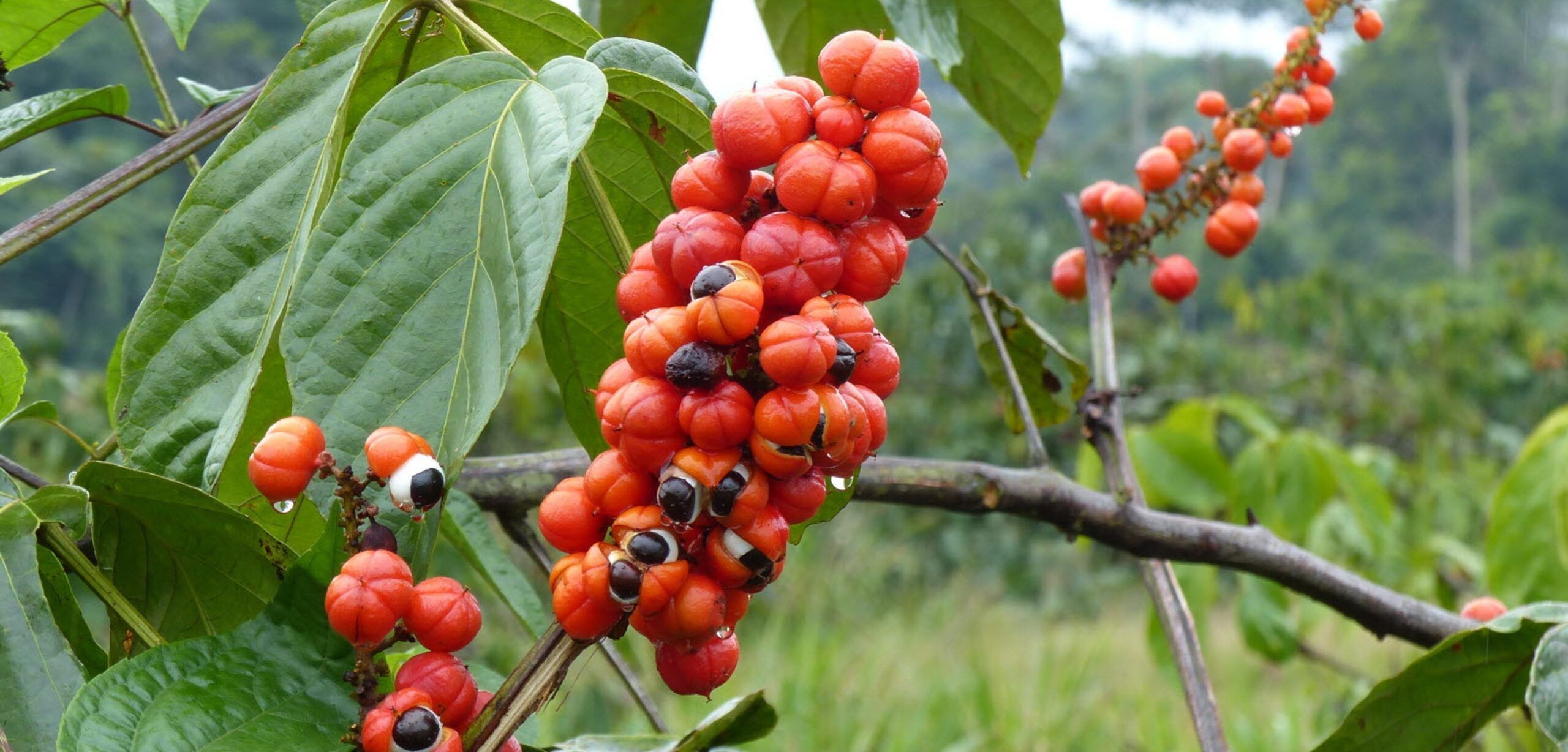 Détection d’enrichissement du Guarana (Paullinia Cupana Kunth.) par de la caféine | Blog BotaniCERT & Botani+