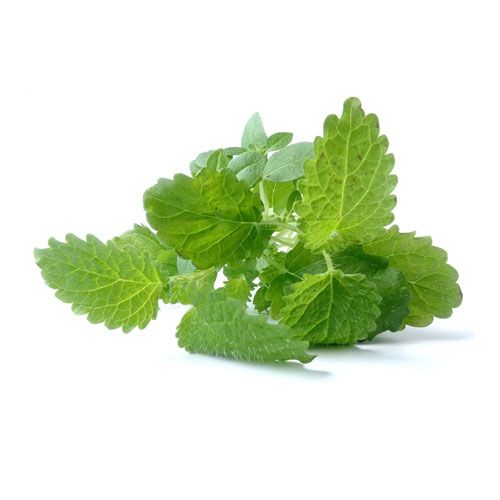 Botanic’all Organic Lemon Balm 9% Rosmarinic acid Botani+ validated