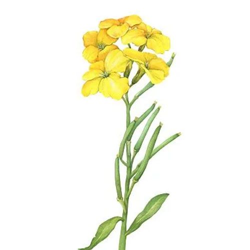 Erysimum de Botanic'all labellisé Botani+
